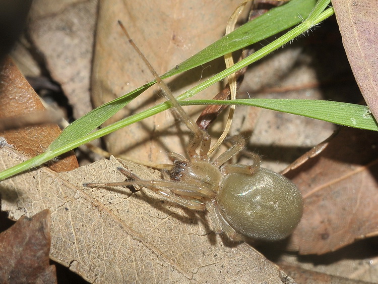 Cheiracanthium sp.